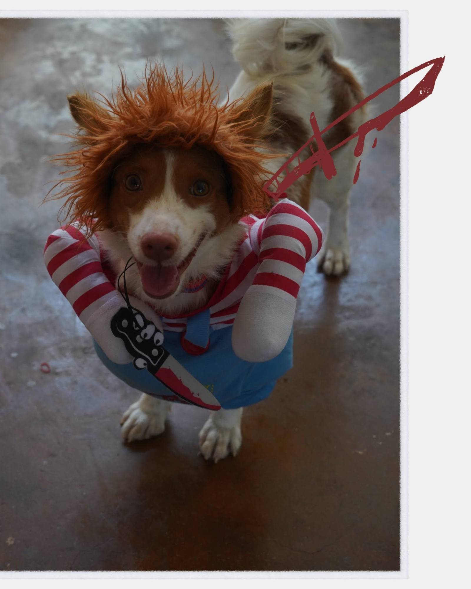 A happy dog in a costume visiting the salon